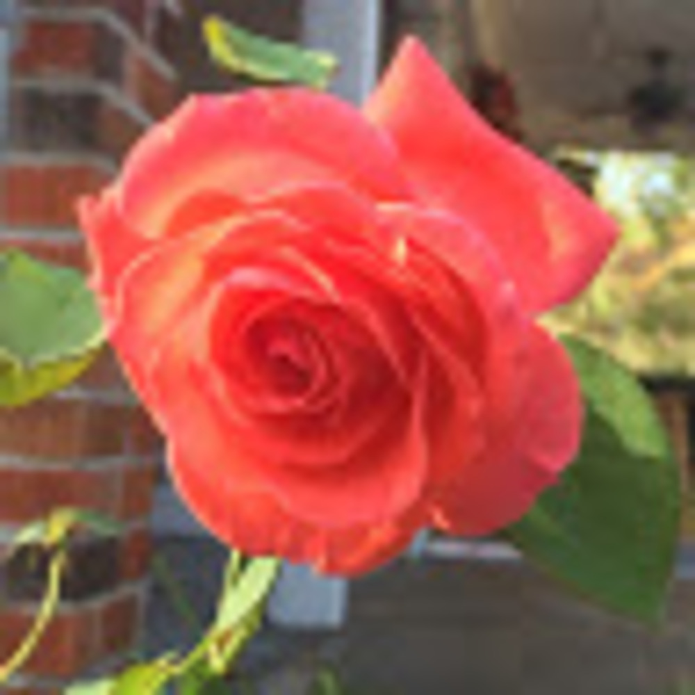 Meet your Posher, Sharon